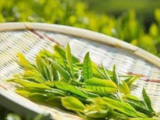 家和茶